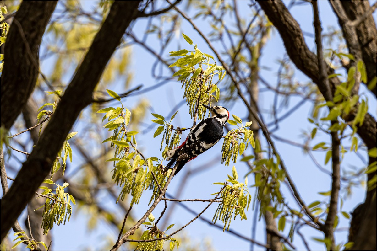 Great Spotted Woodpecker - ML618807593