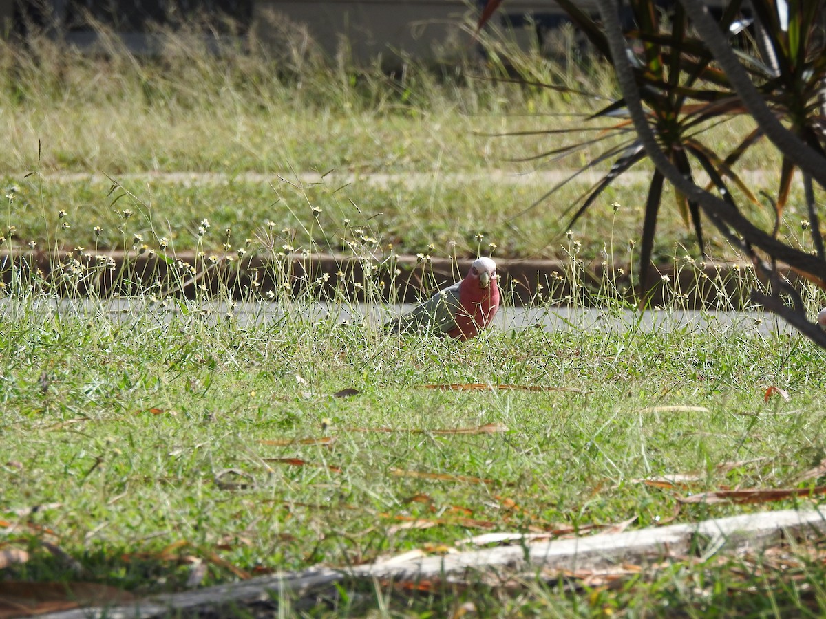 Cacatúa Galah - ML618807595