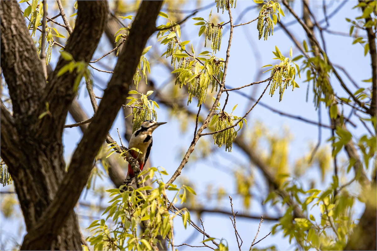 Great Spotted Woodpecker - ML618807597