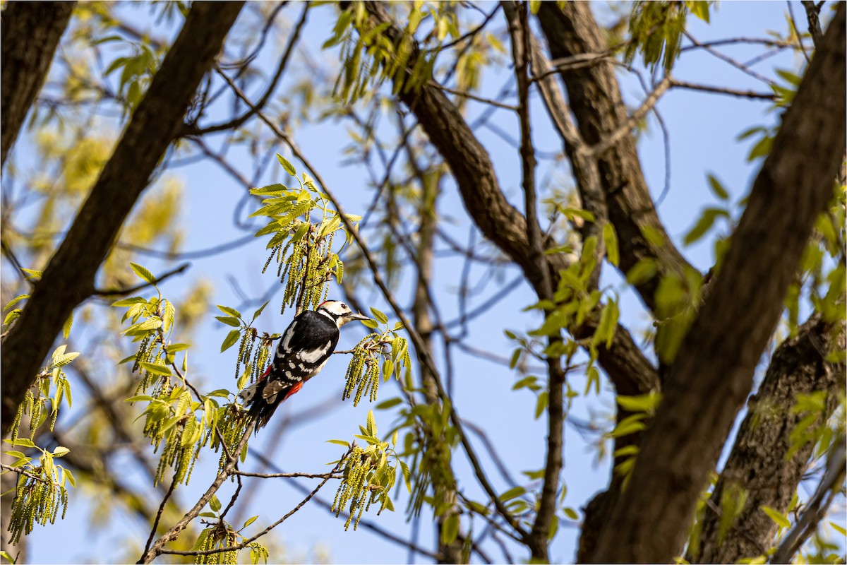 Great Spotted Woodpecker - 대준 유