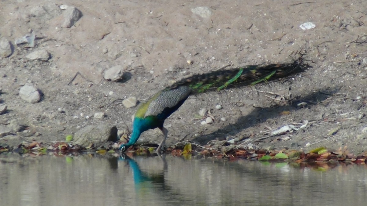 Indian Peafowl - Sudha Parimala