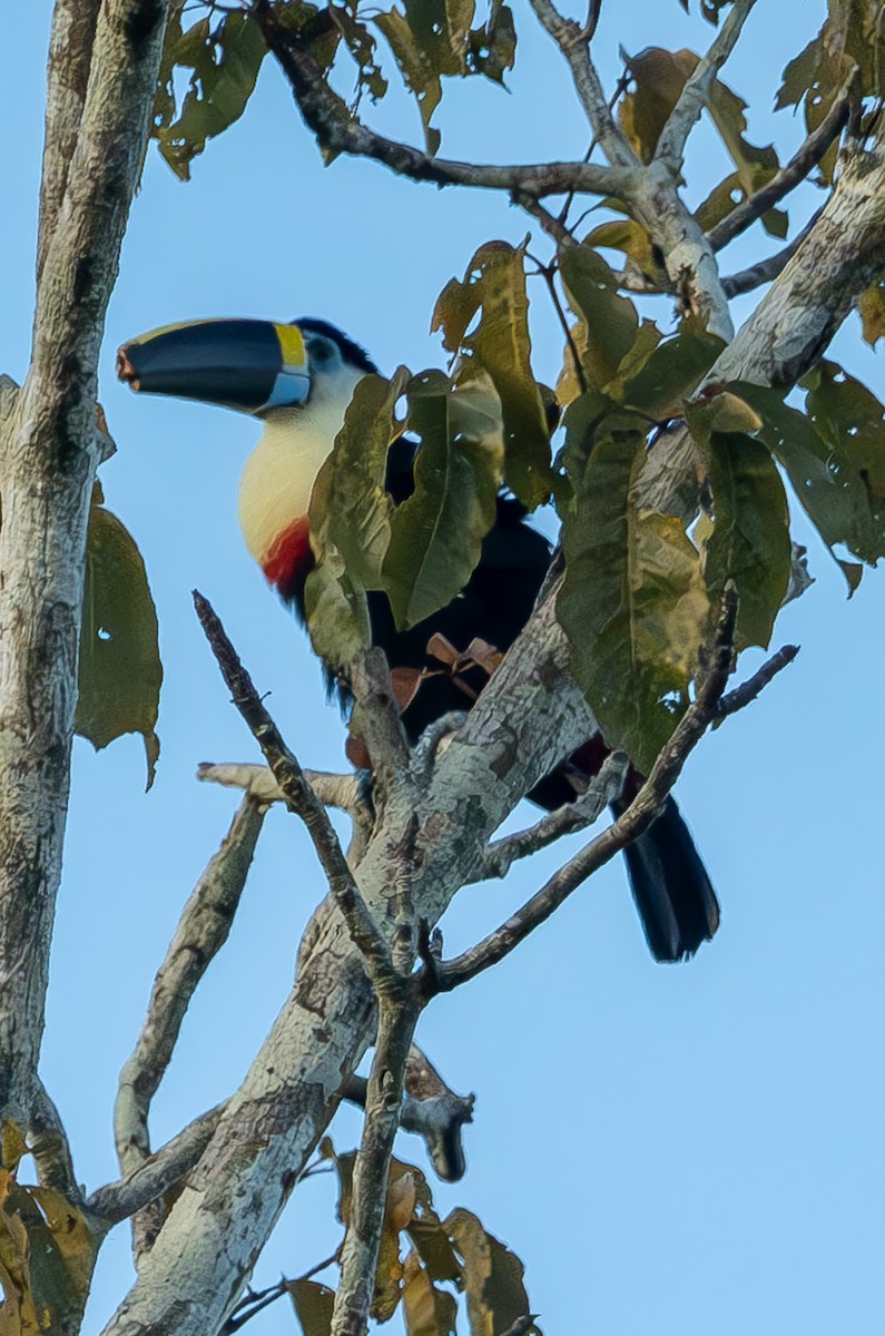 Channel-billed Toucan - Anil Nair