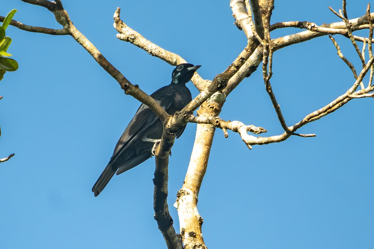 Bare-necked Fruitcrow - Anil Nair