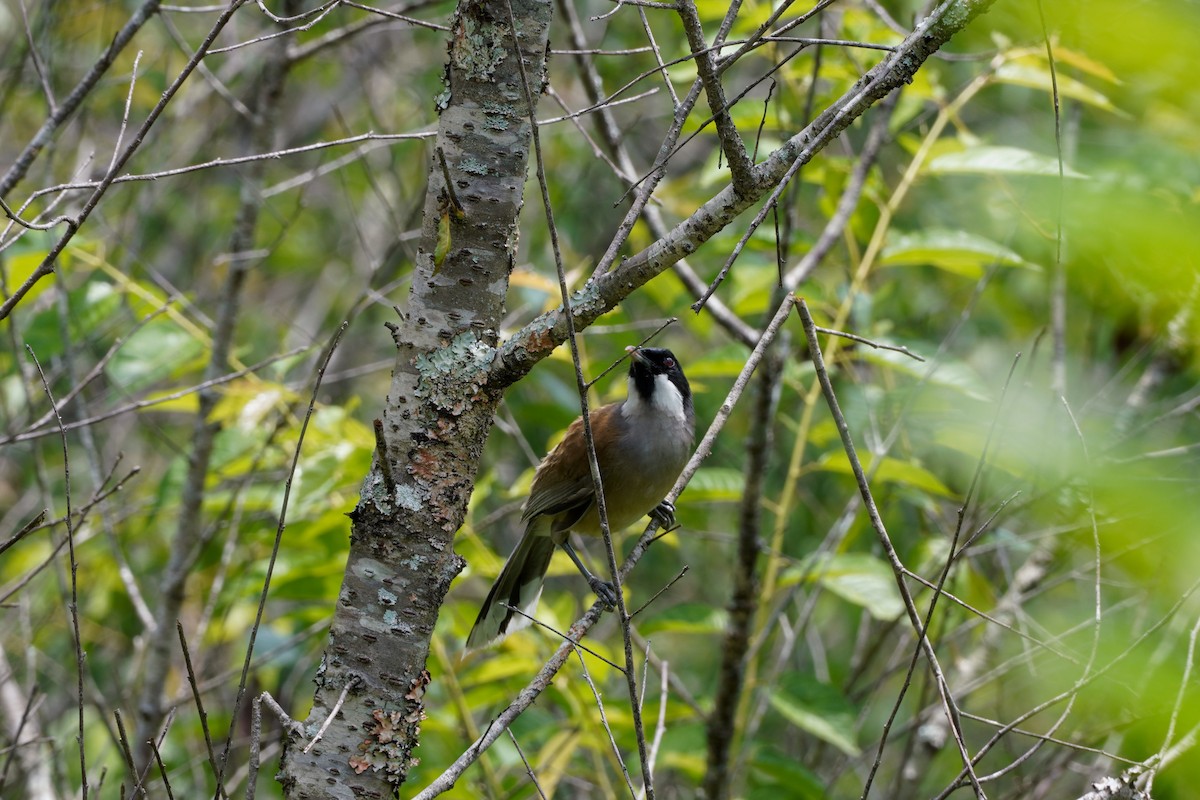 White-cheeked Laughingthrush - ML618807641