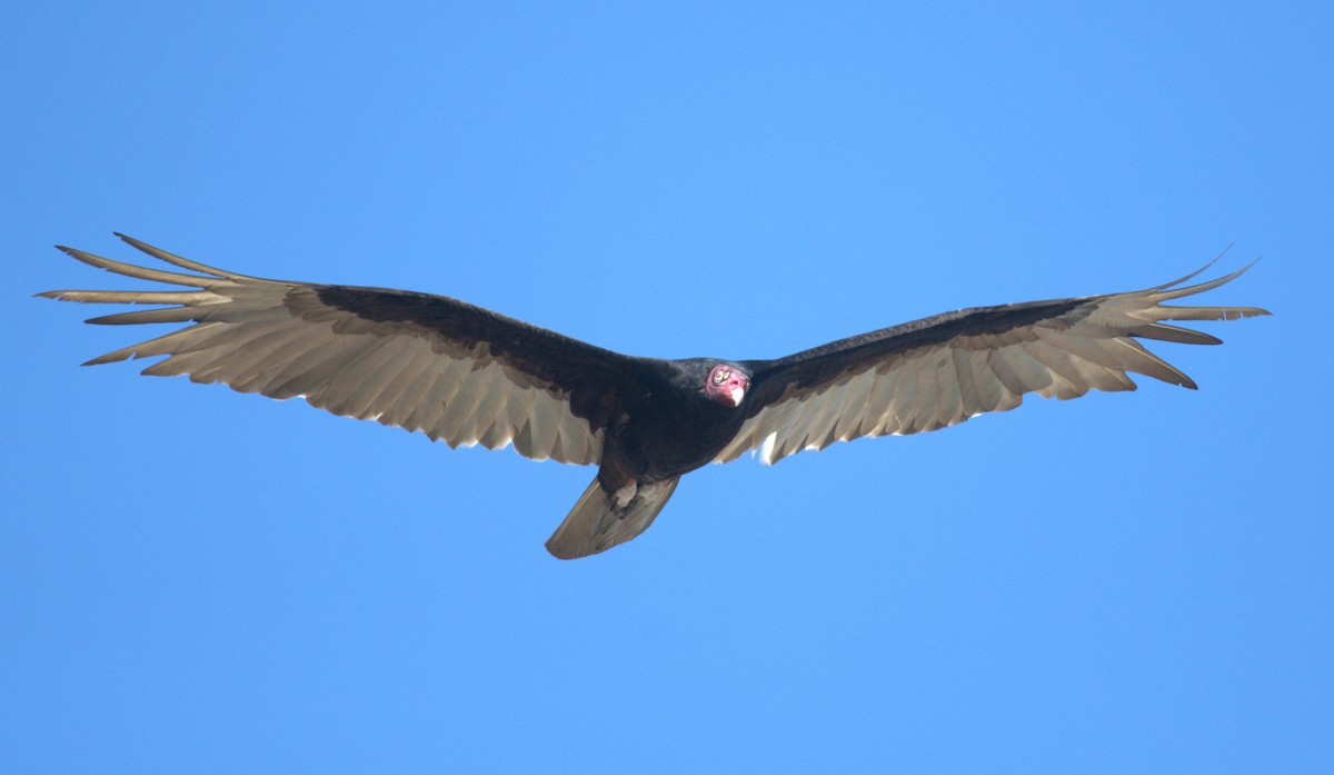 Turkey Vulture - Giuseppe Speranza