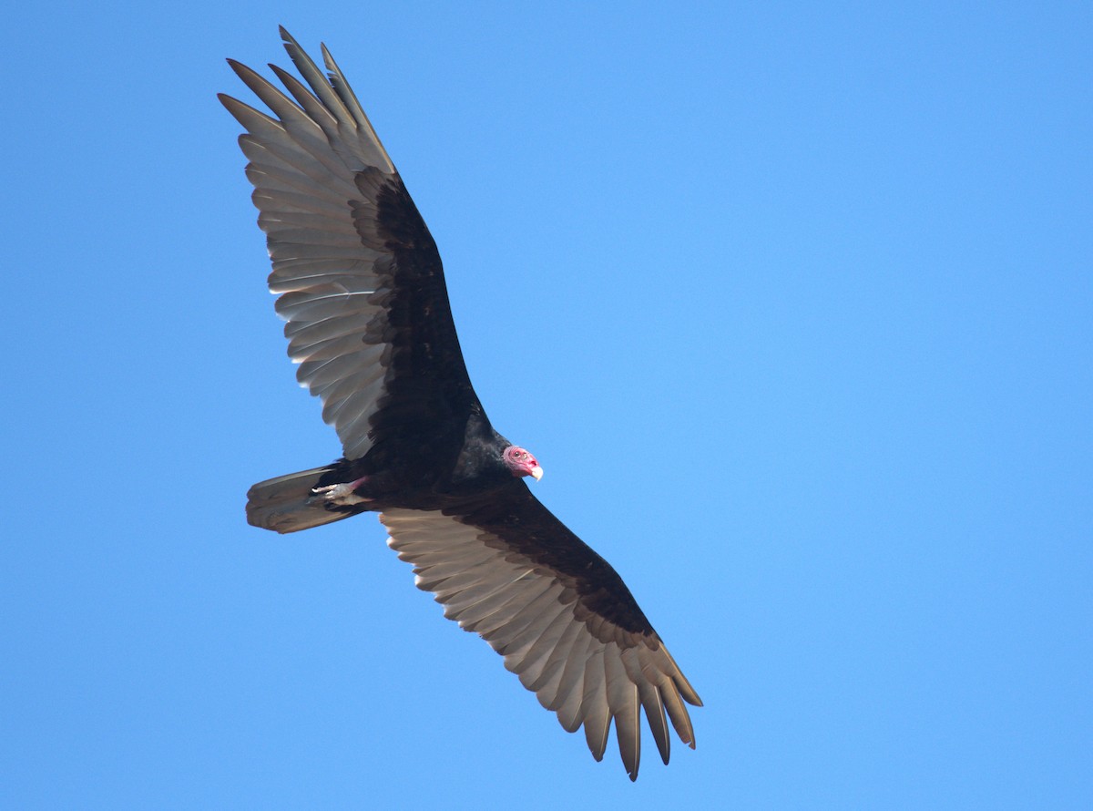 Turkey Vulture - Giuseppe Speranza