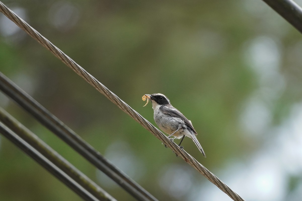 Gray Bushchat - ML618807649