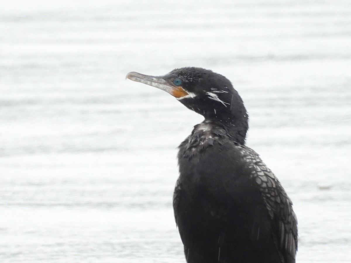 Neotropic Cormorant - Bruce Nott