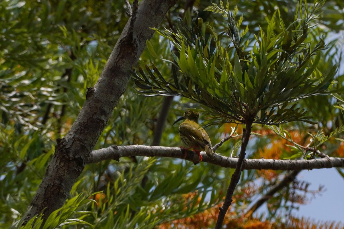 Streaked Spiderhunter - ML618807657