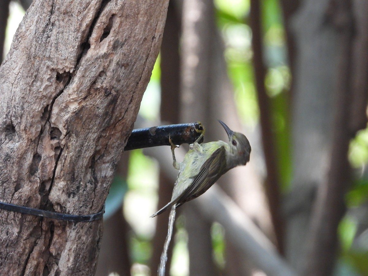 Brown-throated Sunbird - Jukree Sisonmak