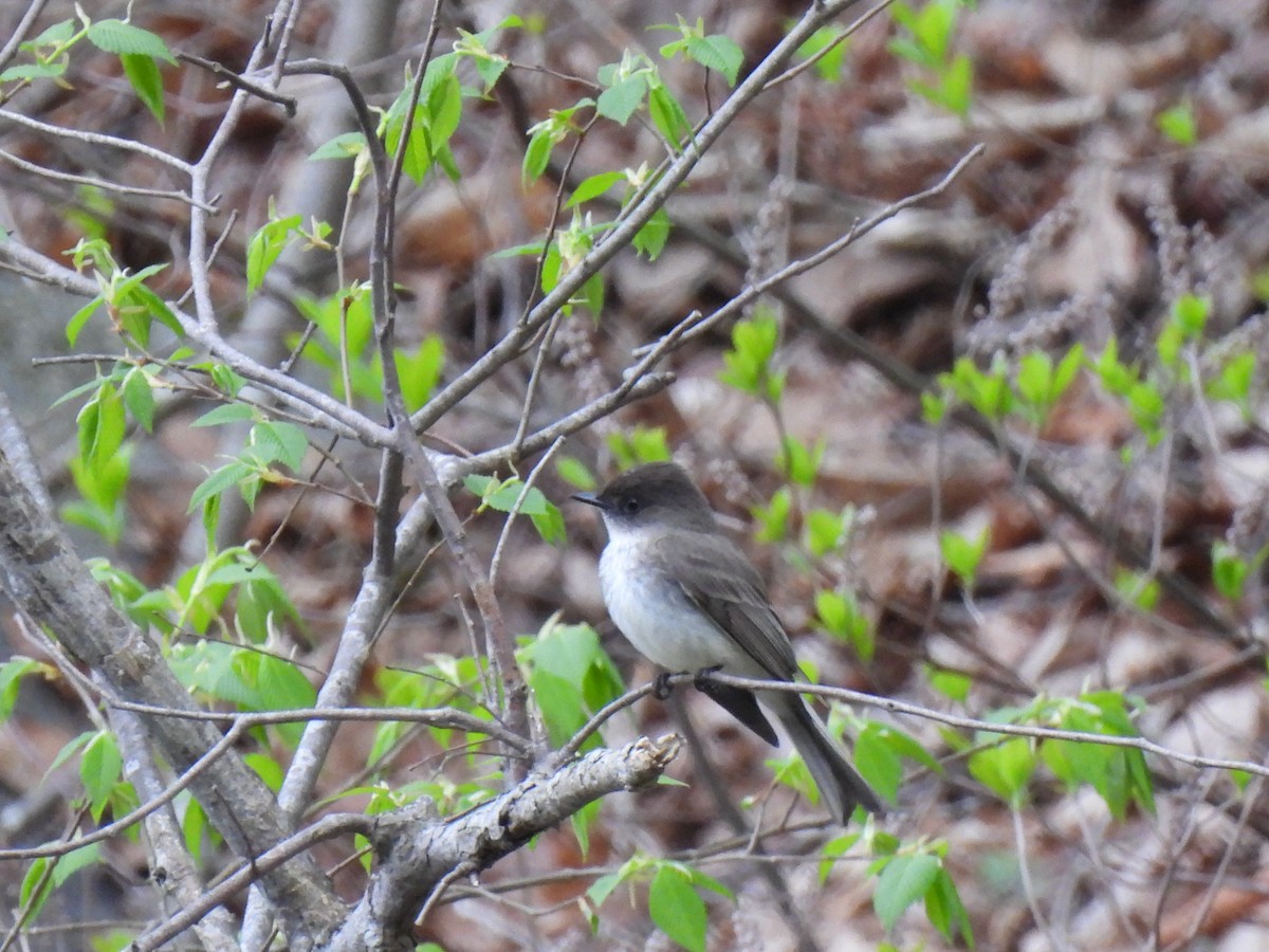 Eastern Phoebe - Jeff&Jenn Joffray