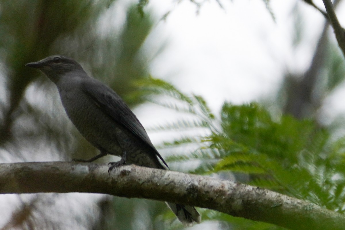 Black-winged Cuckooshrike - ML618807662