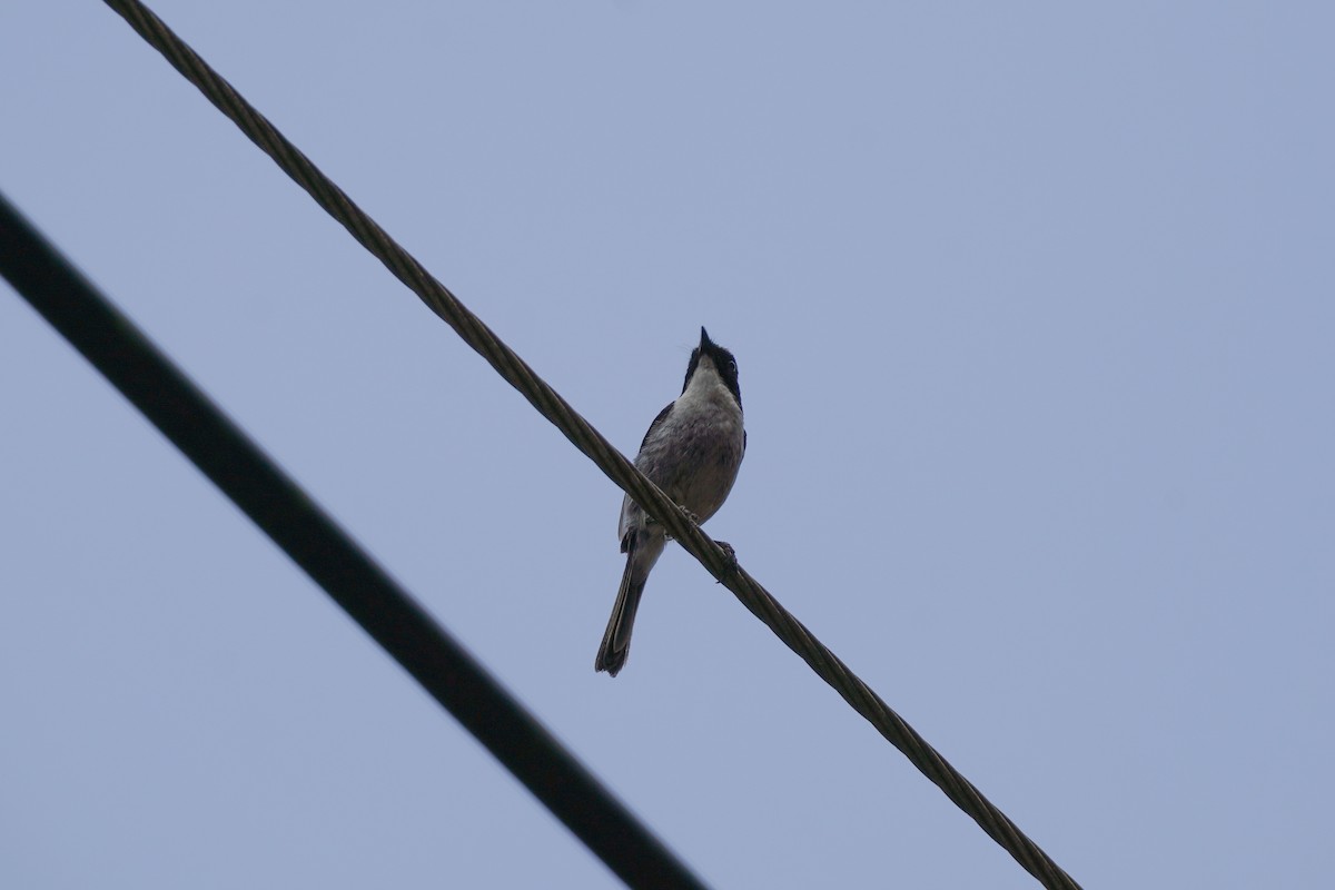 Gray Bushchat - ML618807664