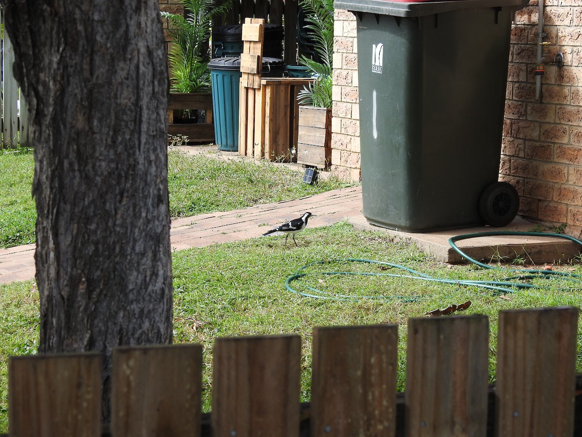 Magpie-lark - Sharron Krause