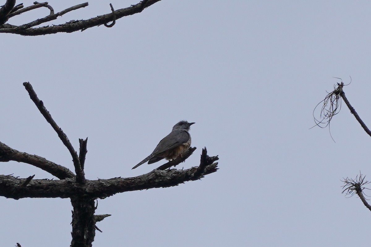 Plaintive Cuckoo - ML618807669