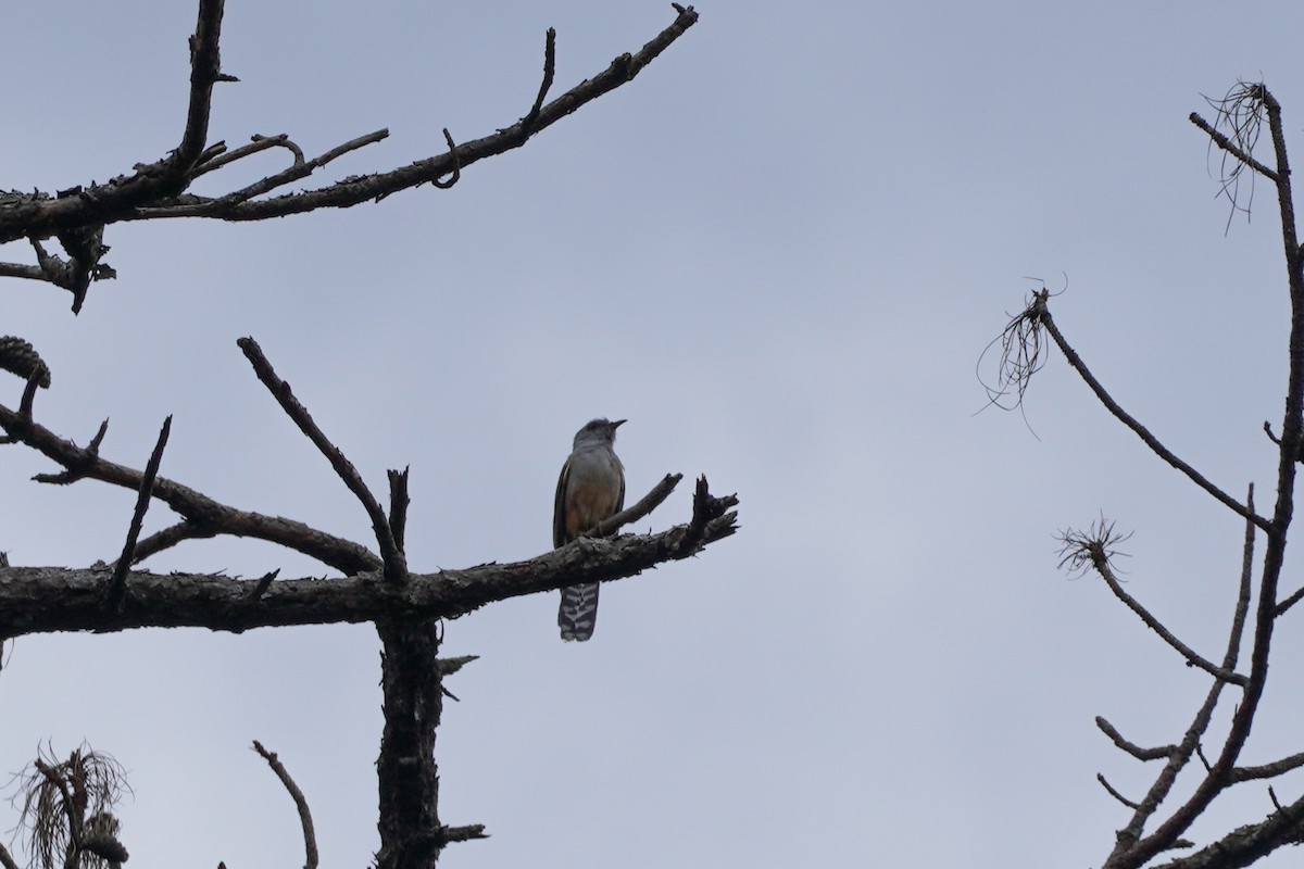 Plaintive Cuckoo - ML618807670