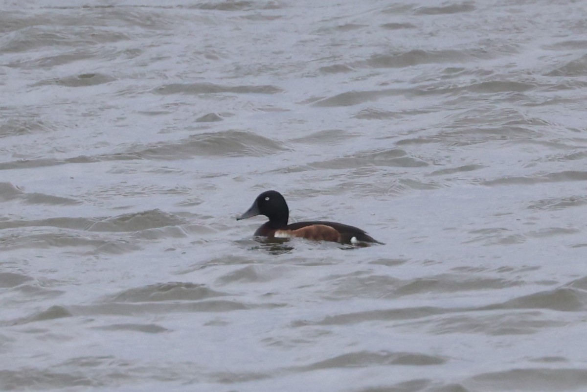 Baer's Pochard - ML618807671