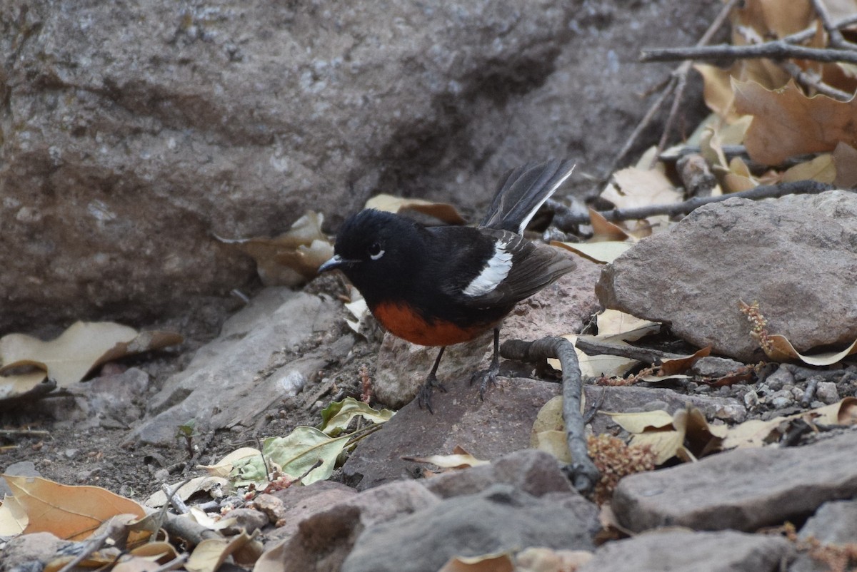 Painted Redstart - Dimitris Dimopoulos