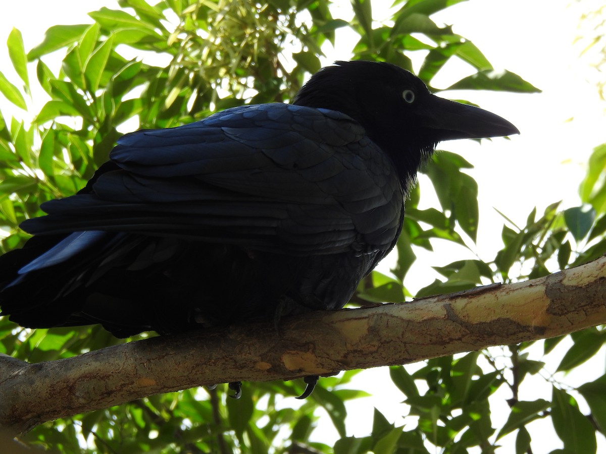 Torresian Crow - Sharron Krause