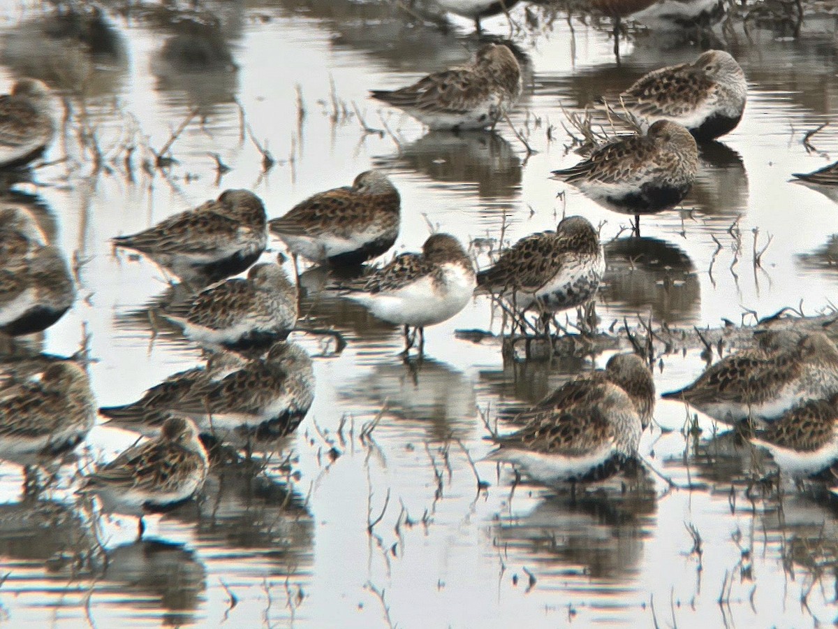 Sanderling - Toby Carter