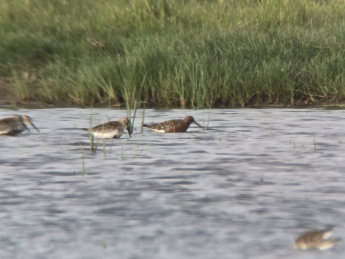 Curlew Sandpiper - Toby Carter