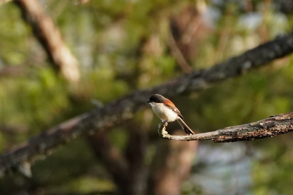 Burmese Shrike - Shih-Chun Huang