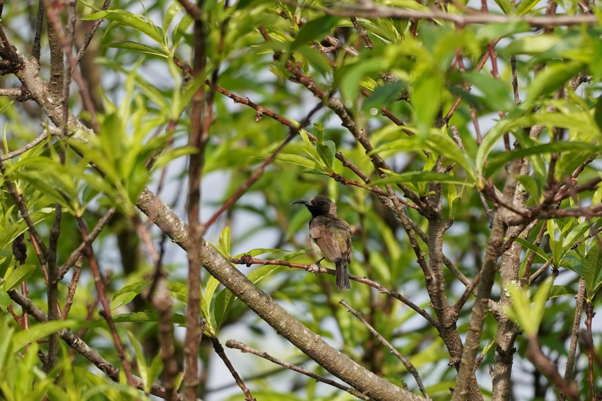 Ornate Sunbird - Shih-Chun Huang