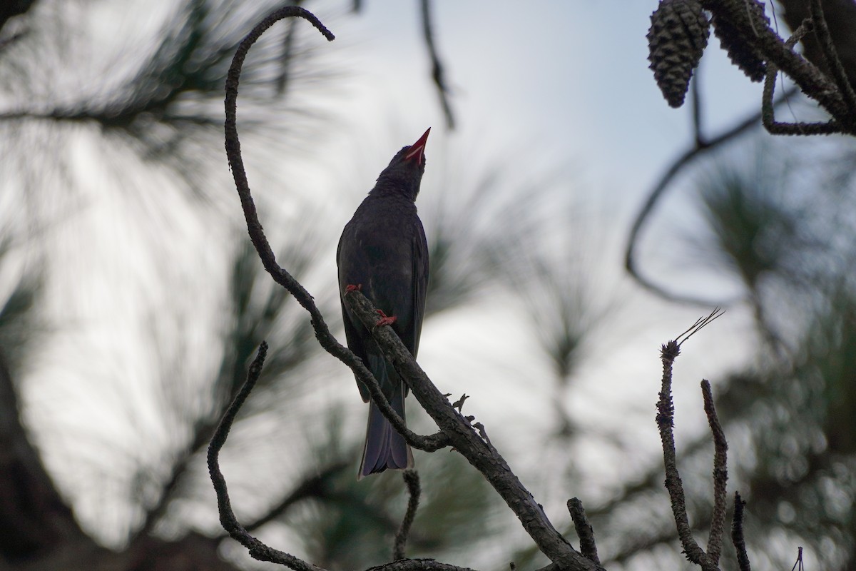 Black Bulbul - Shih-Chun Huang