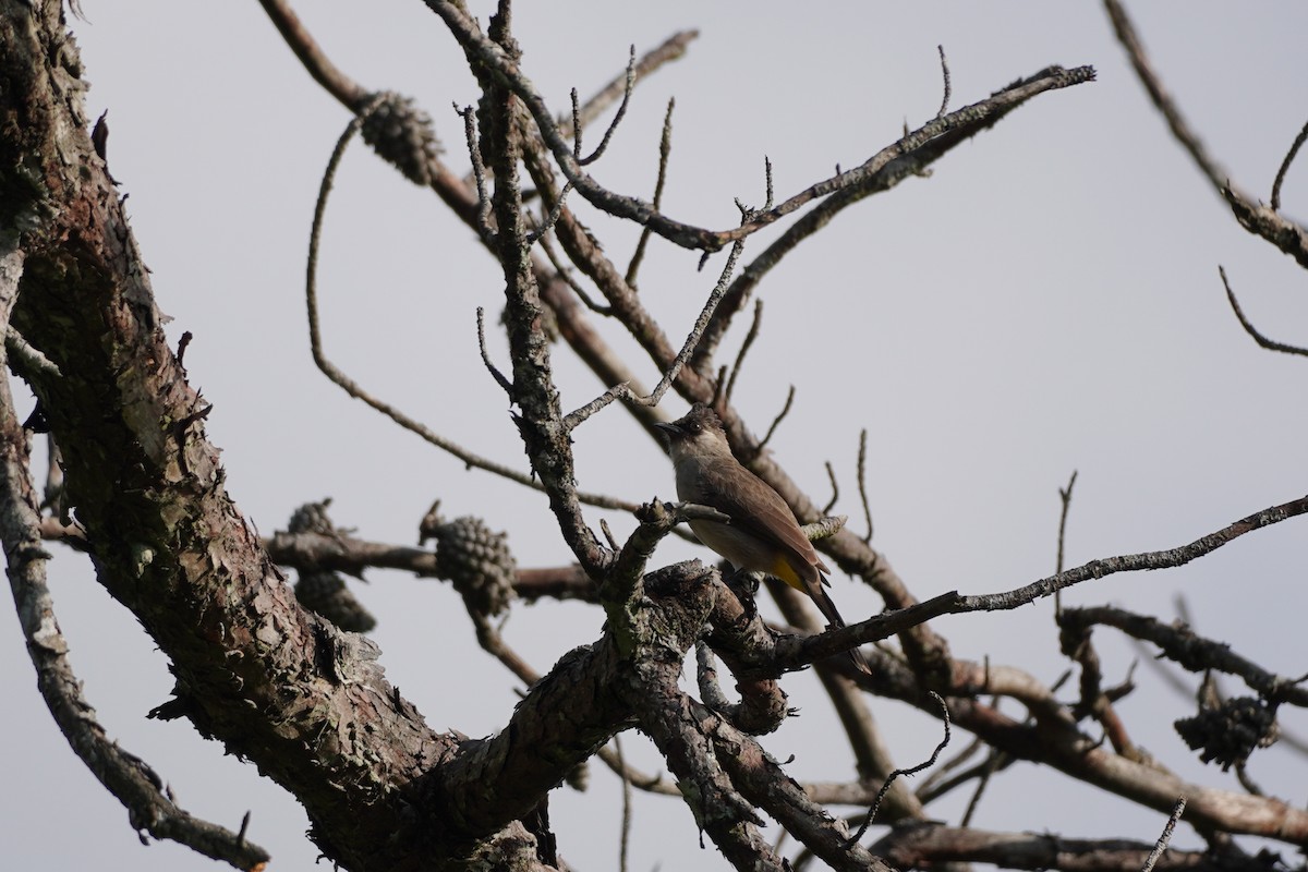 Sooty-headed Bulbul - Shih-Chun Huang