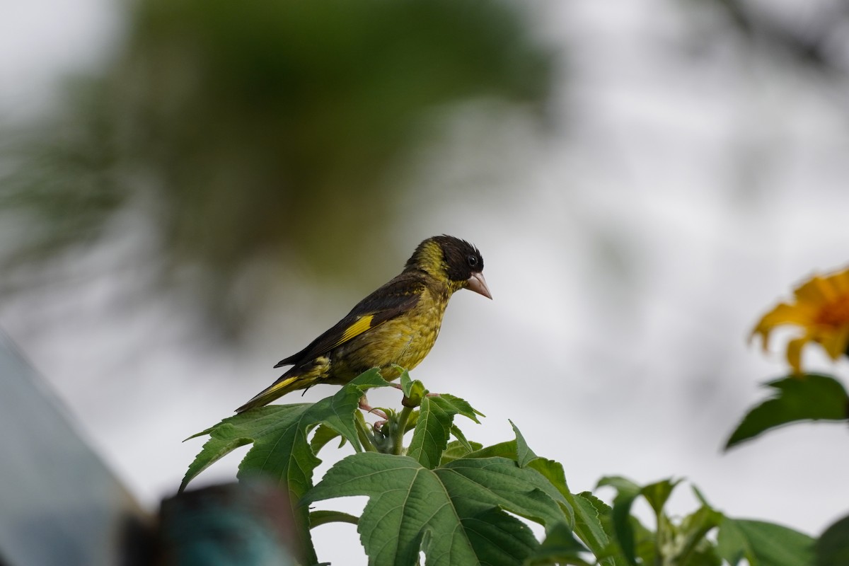 Vietnamese Greenfinch - Shih-Chun Huang