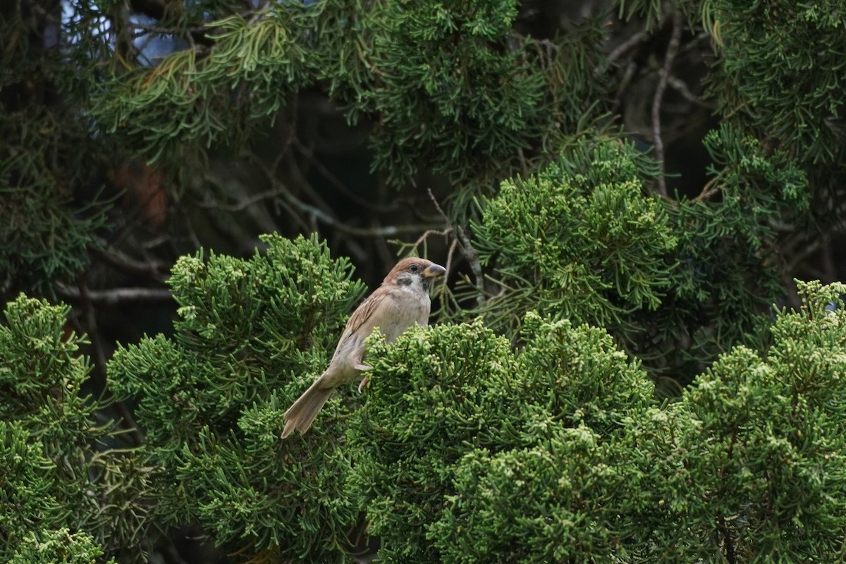 Eurasian Tree Sparrow - Shih-Chun Huang