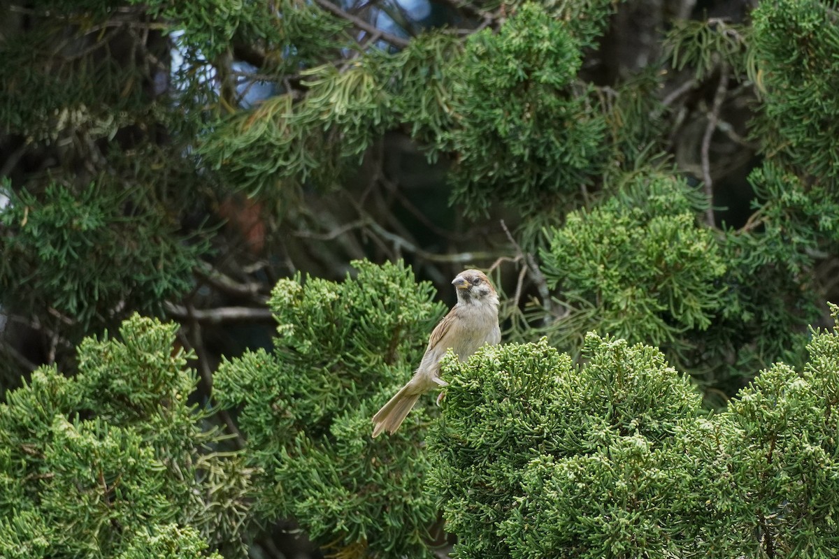 Eurasian Tree Sparrow - Shih-Chun Huang