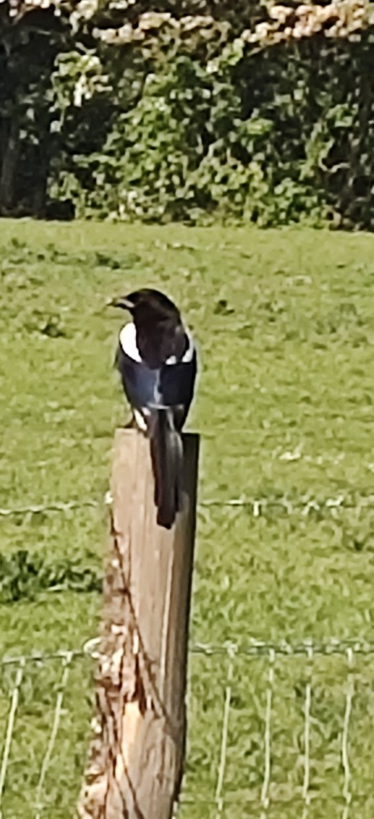 Eurasian Magpie - ML618807731