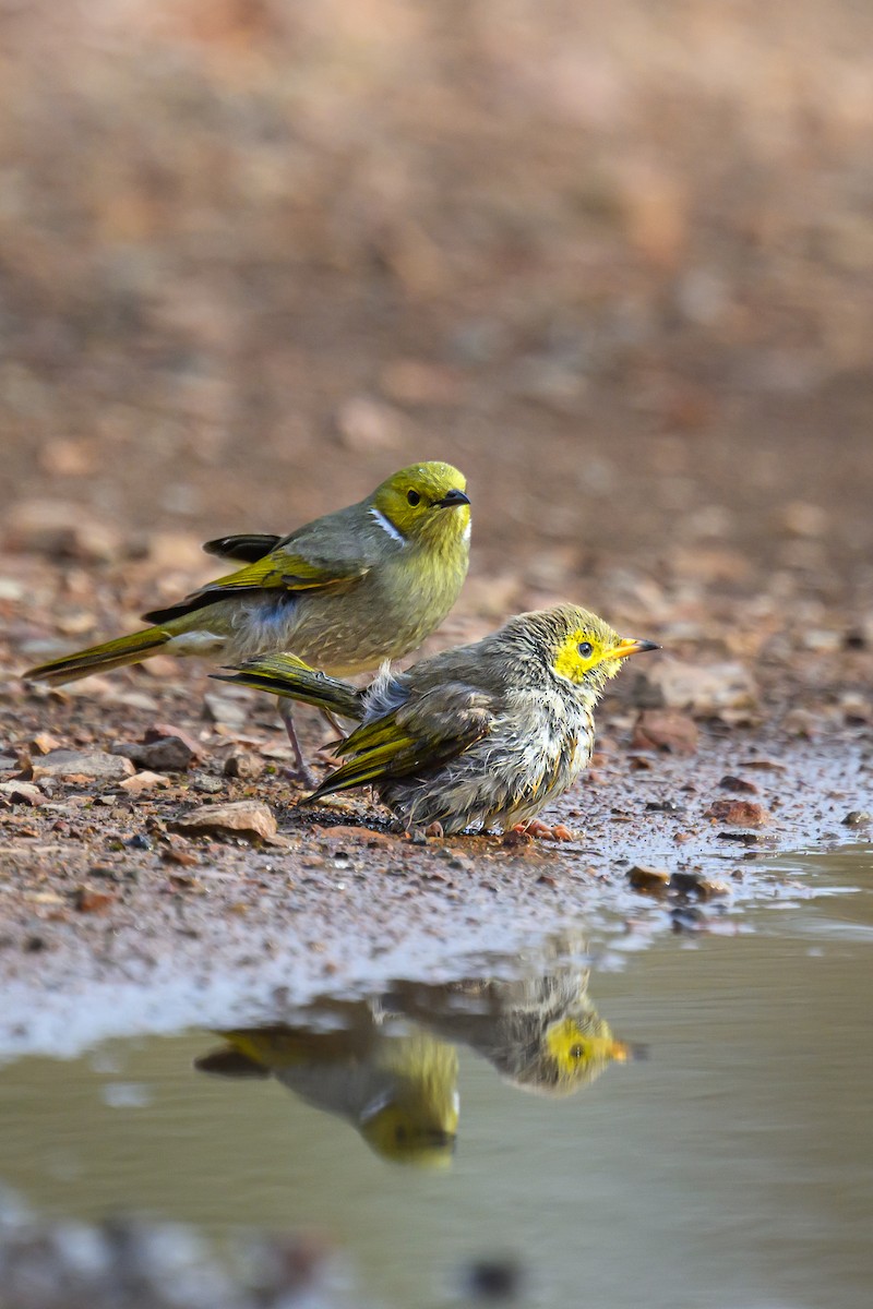 White-plumed Honeyeater - Eric Yeo