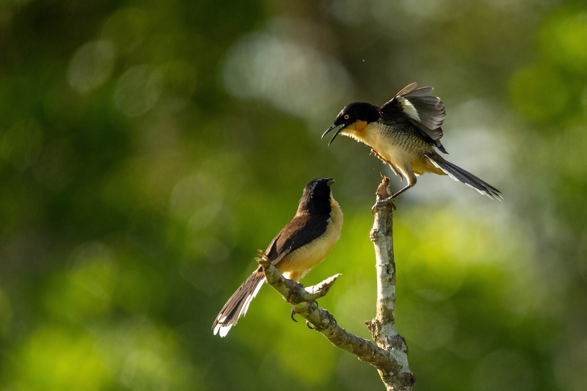 Black-capped Donacobius - Anil Nair