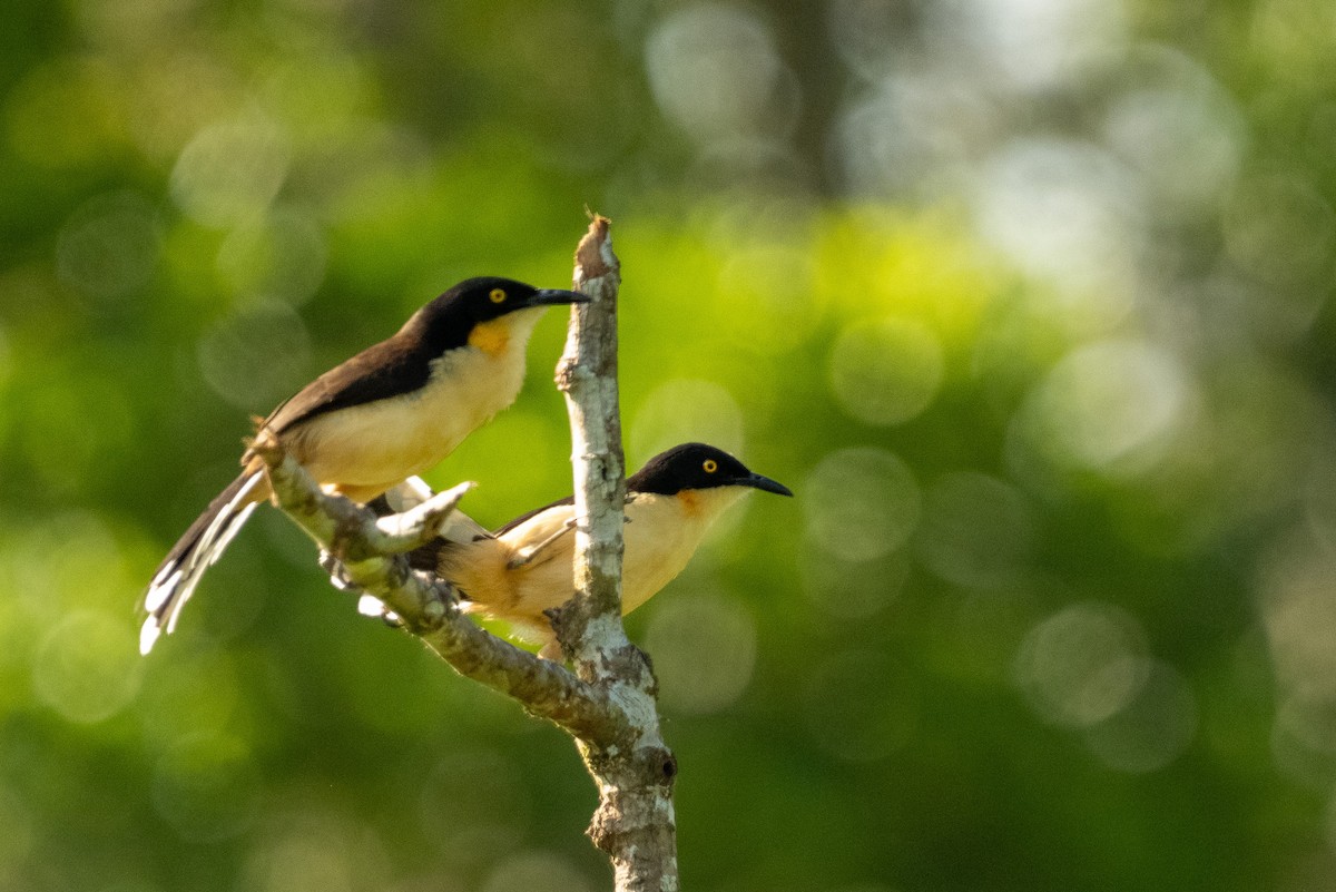 Black-capped Donacobius - Anil Nair