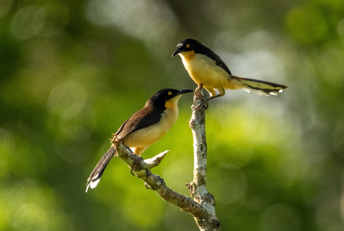 Black-capped Donacobius - Anil Nair