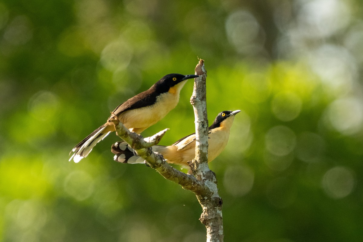 Black-capped Donacobius - Anil Nair