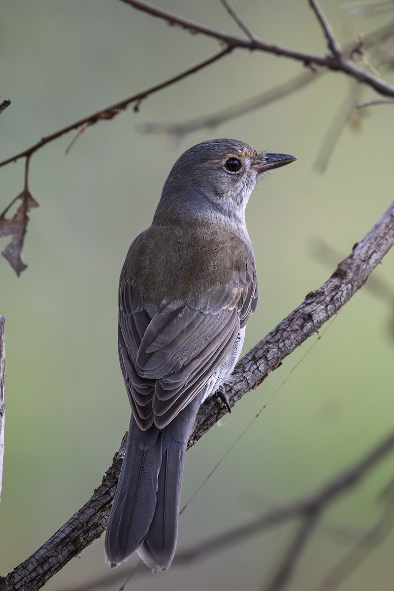 Gray Shrikethrush - Eric Yeo