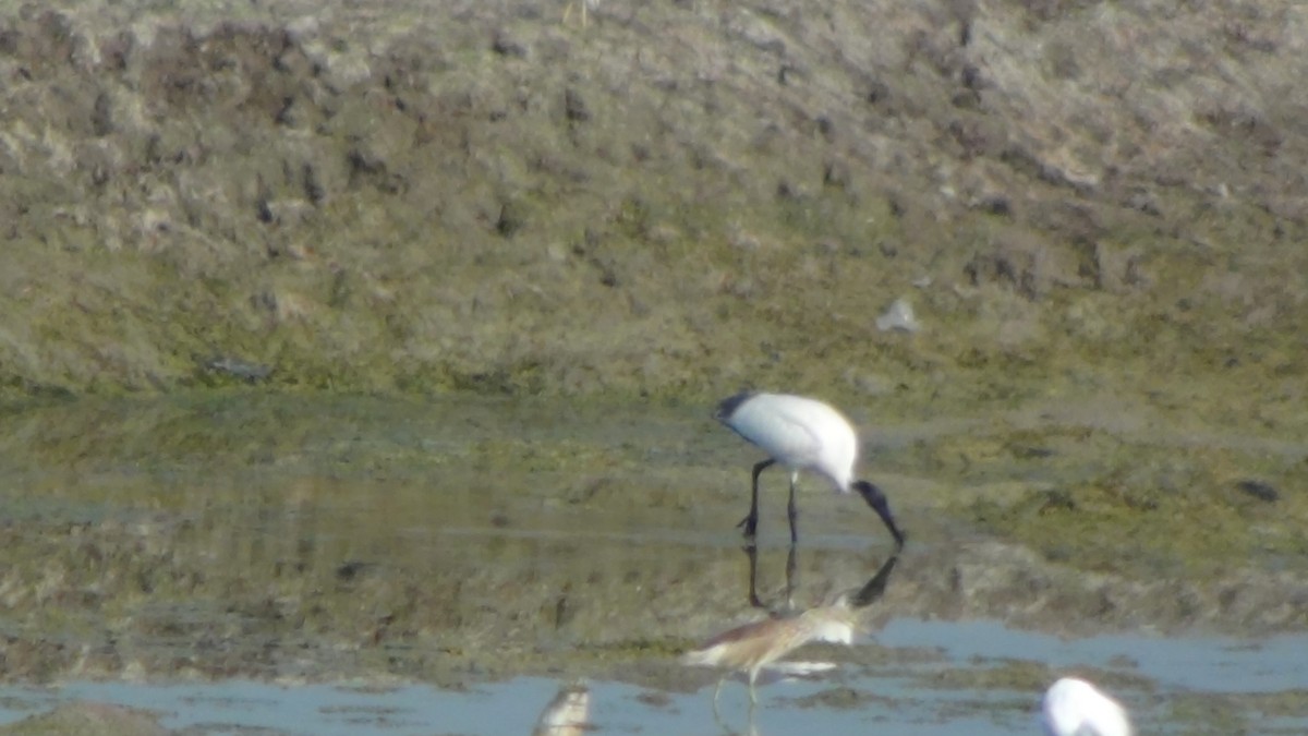 Black-headed Ibis - Sudha Parimala