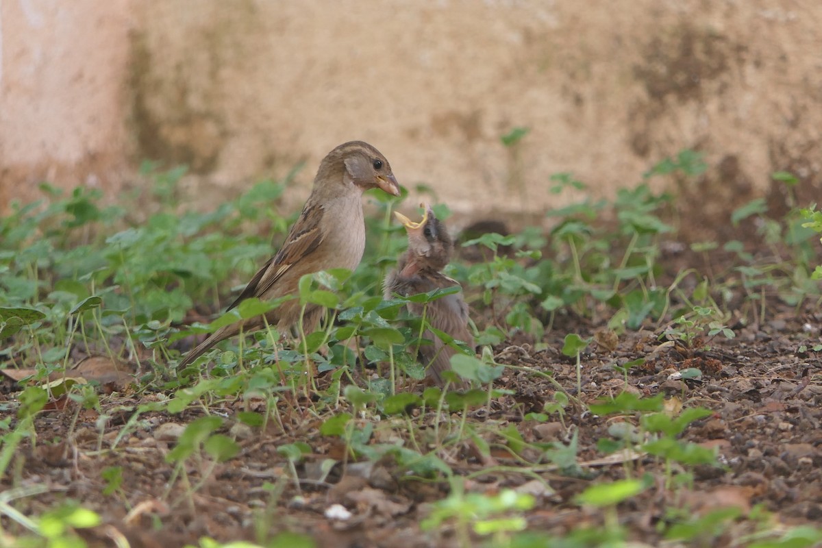 House Sparrow - Mick Mellor