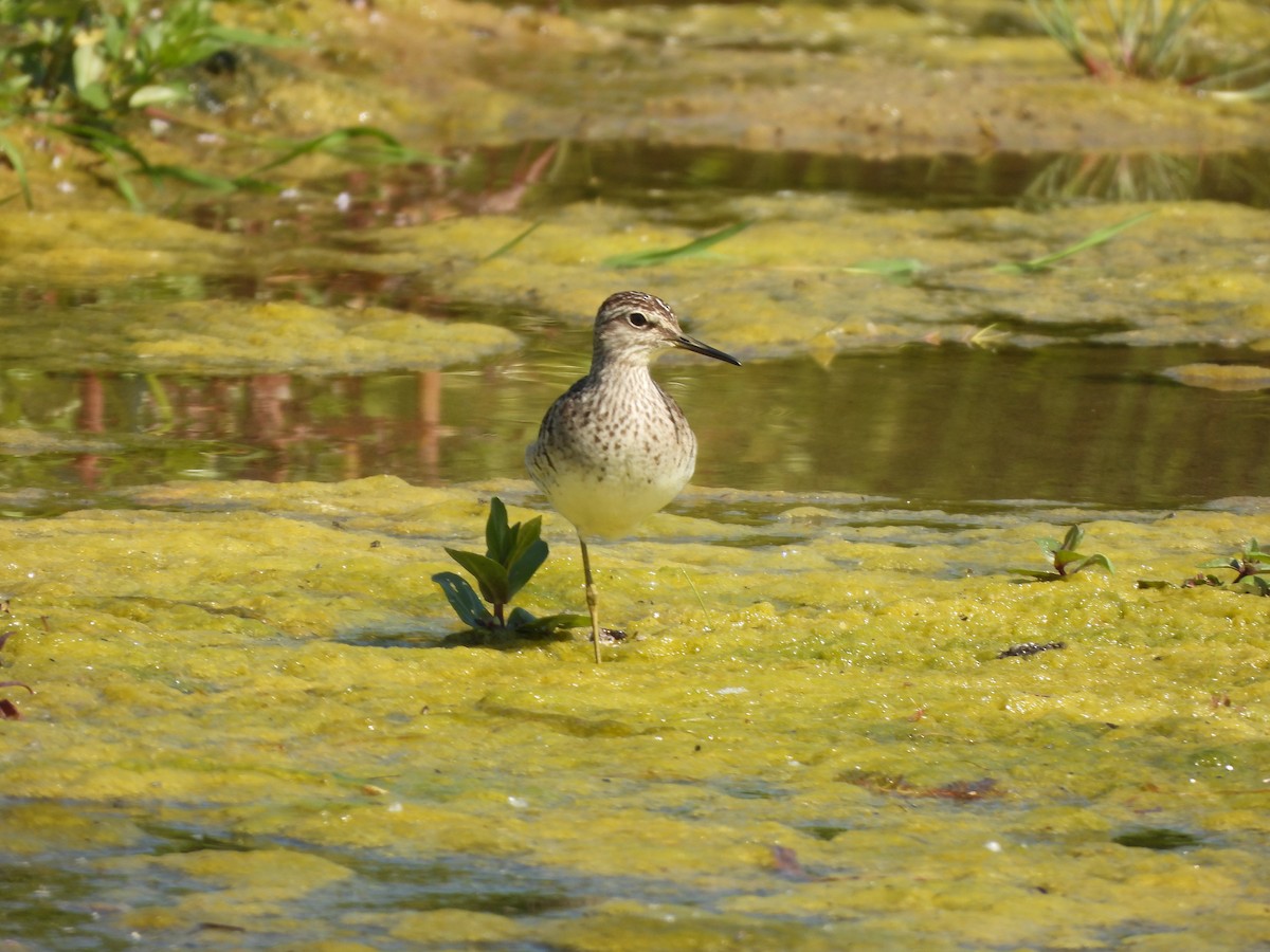 Wood Sandpiper - Siniša Vodopija