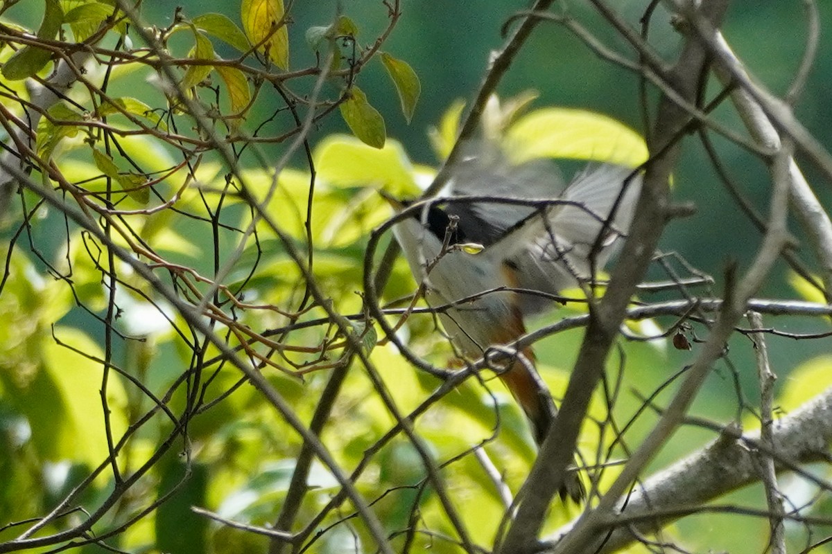 Rufous-backed Sibia - Shih-Chun Huang