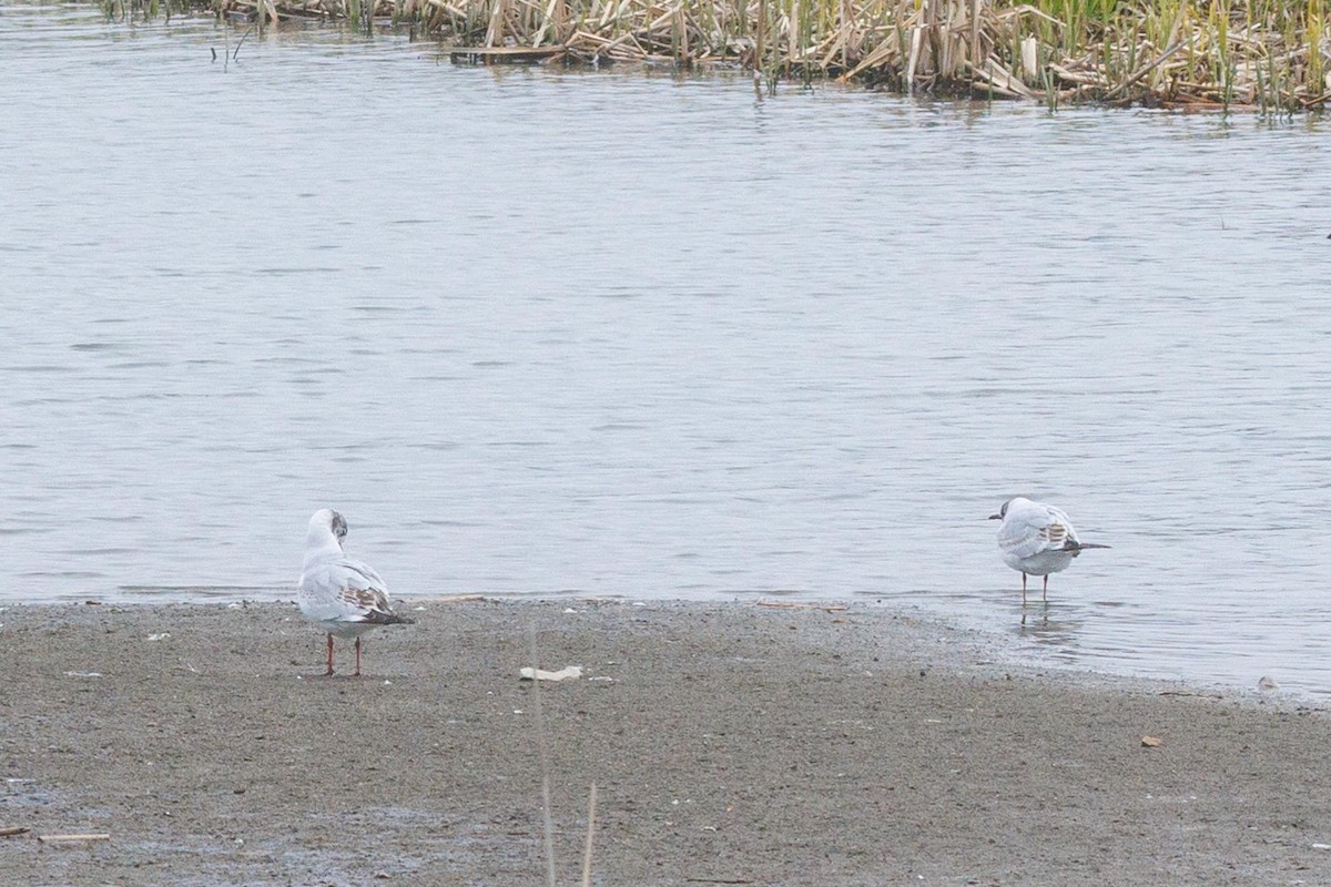 Black-headed Gull - Ethel Dempsey