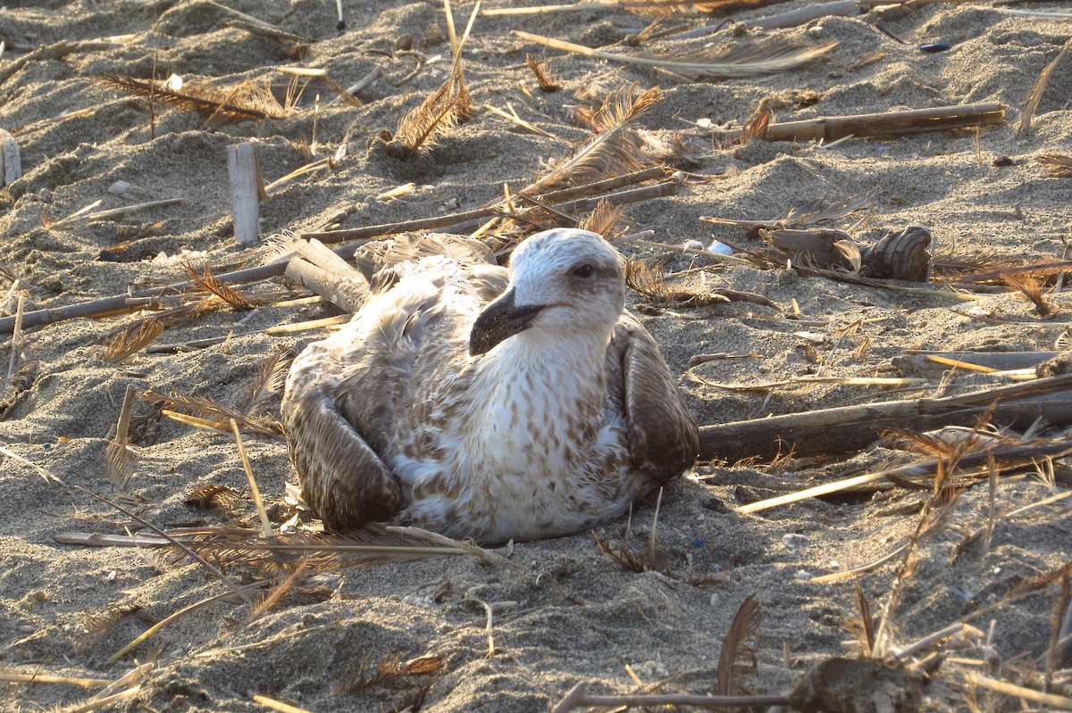 Kelp Gull - Gary Prescott