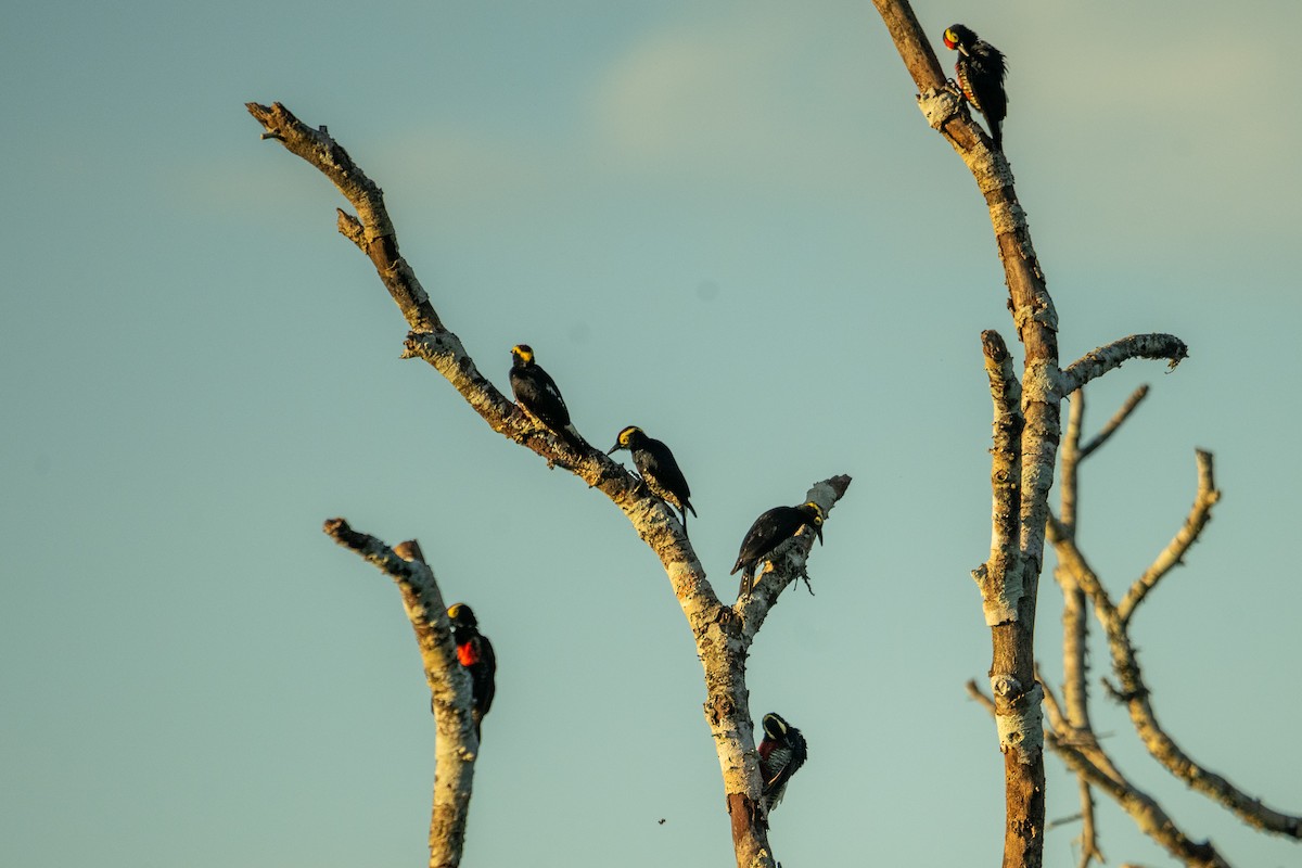 Yellow-tufted Woodpecker - Anil Nair