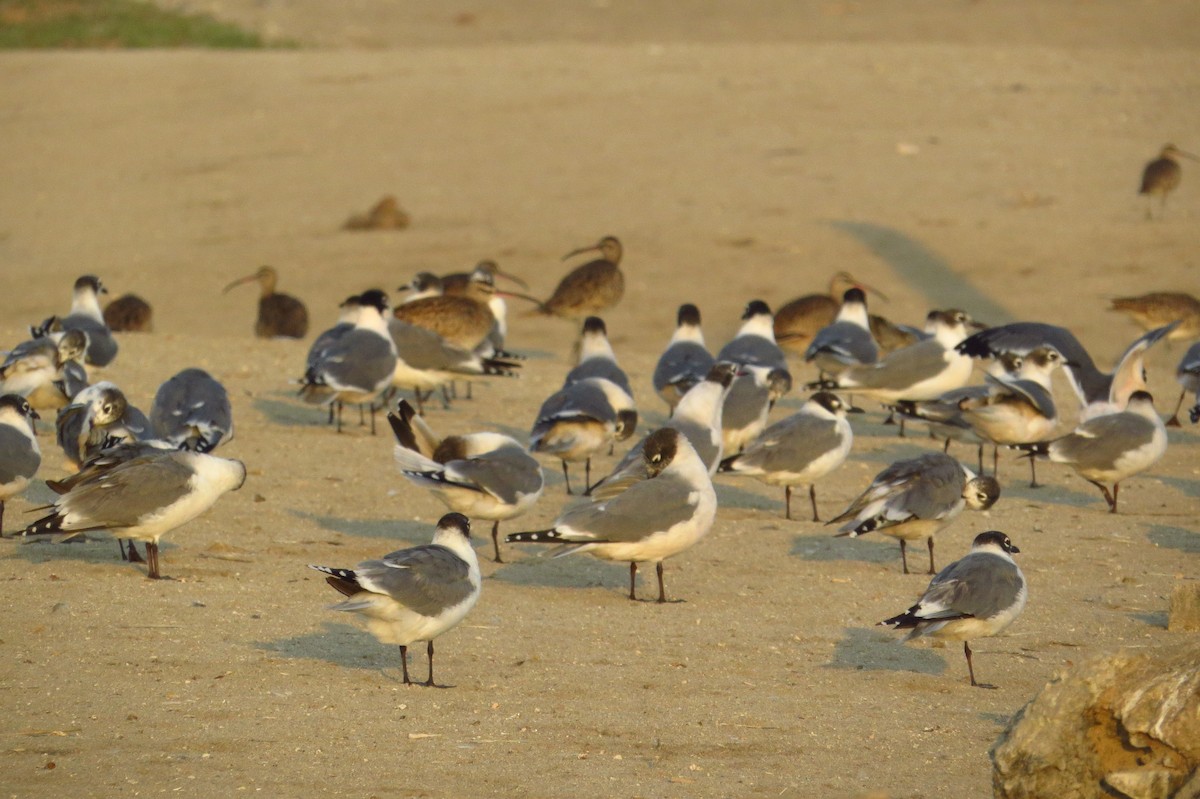 Franklin's Gull - Gary Prescott