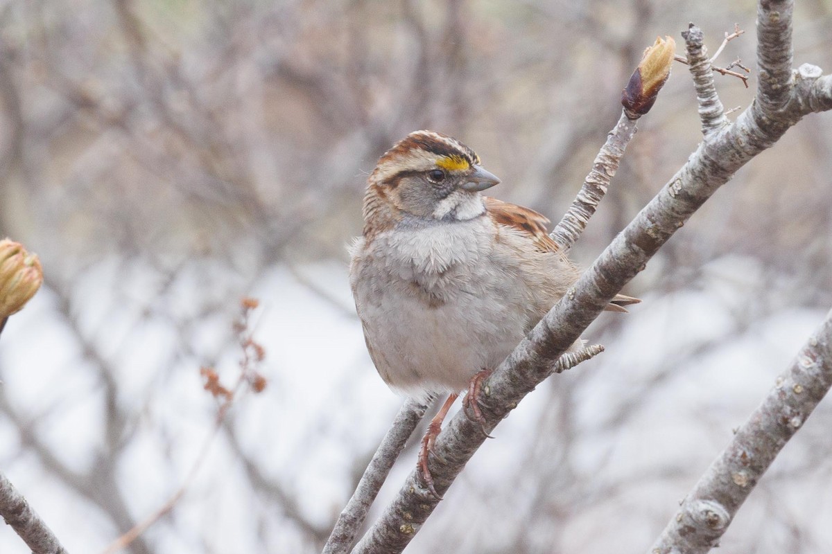 White-throated Sparrow - Ethel Dempsey