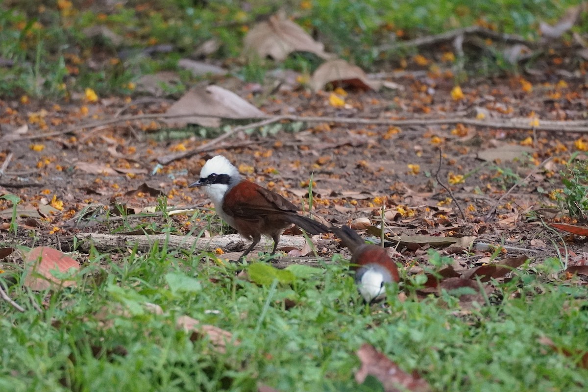 White-crested Laughingthrush - Shih-Chun Huang