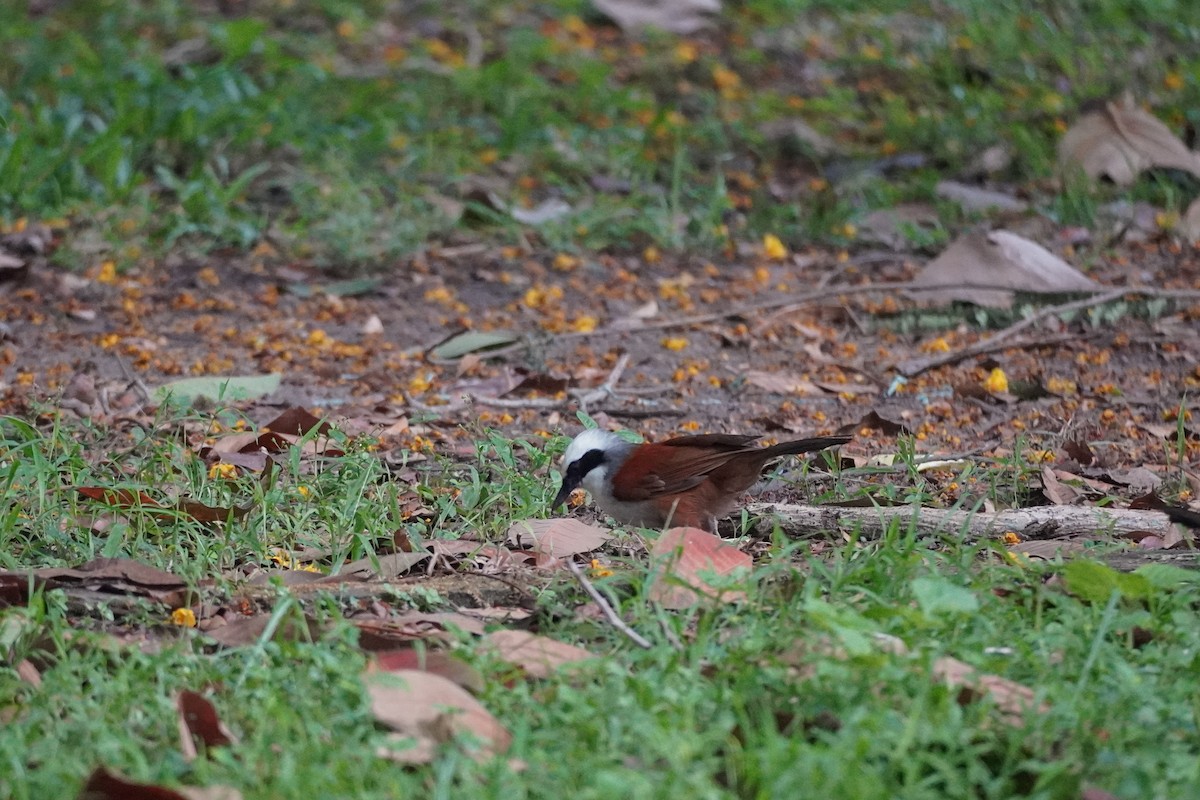 White-crested Laughingthrush - Shih-Chun Huang